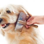 Importancia del cepillado en el perro