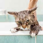 COMO BAÑAR A TU GATO