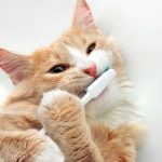 HIGIENE Y CUIDADO ORAL DEL GATO